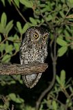 Whiskered Screech-Owl